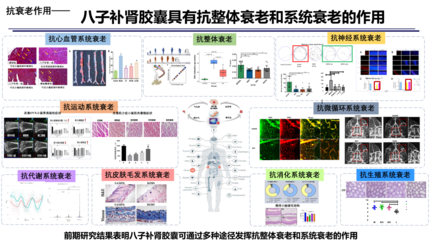 衰老是萬病之源,創(chuàng)新中藥八子補(bǔ)腎膠囊助推健康老齡化!