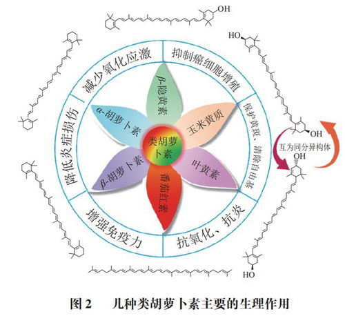 食品科學 北京聯合大學閆文杰教授等 類胡蘿卜素類原料在緩解視覺疲勞保健食品中的應用研究進展