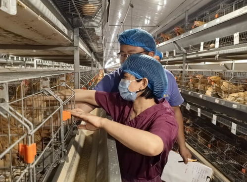 安徽省三八紅旗手標兵 最美科技工作者陳興勇 在家禽種業和健康養殖科研領域攻堅克難