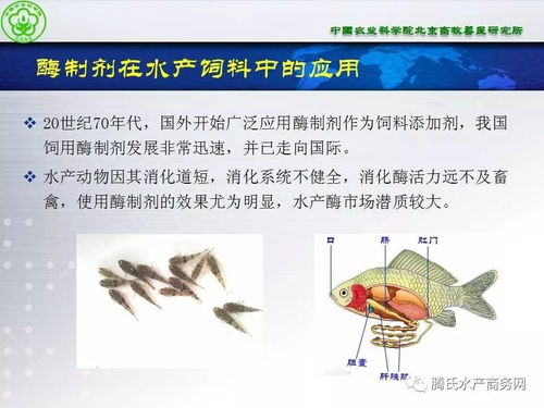 動(dòng)保大會(huì)ppt⑥ 張鐵鷹 酶制劑在水產(chǎn)動(dòng)物營養(yǎng)與保健方面的潛質(zhì)